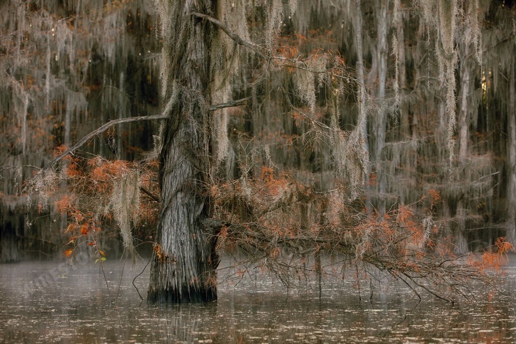 Beautiful scenery in Great Cypress Swamps, USA