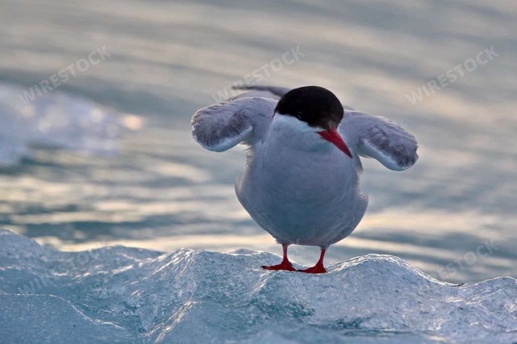 A closeup shot of a cute penguin on a glacier in Svalbard on a cold winter day