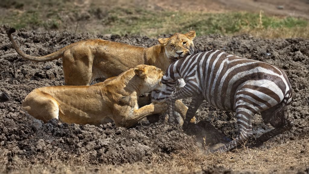 The lions eating a dead zebra in the dirt in Serengeti national park, Tanzania