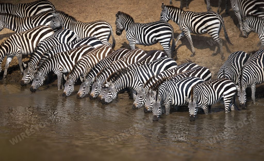 A dazzle of zebras captured drinking water from a waterhole next to an arid hill