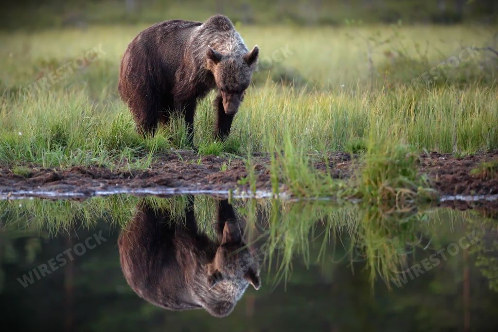 A brown bear looking at this reflection in a lake from a shore in a forest in Finland