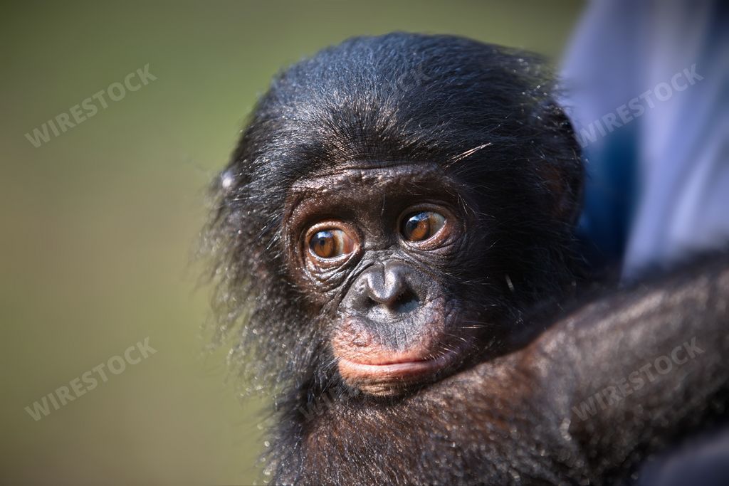 A closeup shot of a baby bonobo monkey face