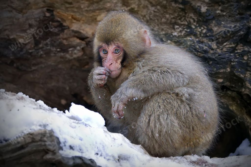 A cute snow monkey looking directly at the camera, with a curious expression in Jigokudani Monkey Park, Japan