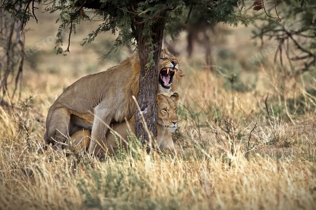 The two lions laying down on the yellow dry grass