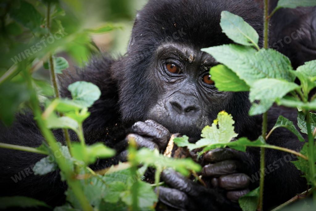 A baby gorilla in the nature of Uganda during daylight