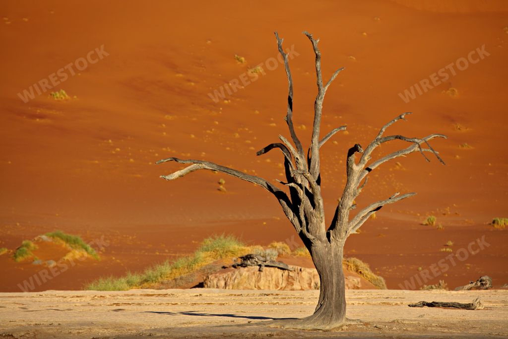 A dead camelthorn tree against red dunes in Deadvlei, Sossusvlei, Namibia