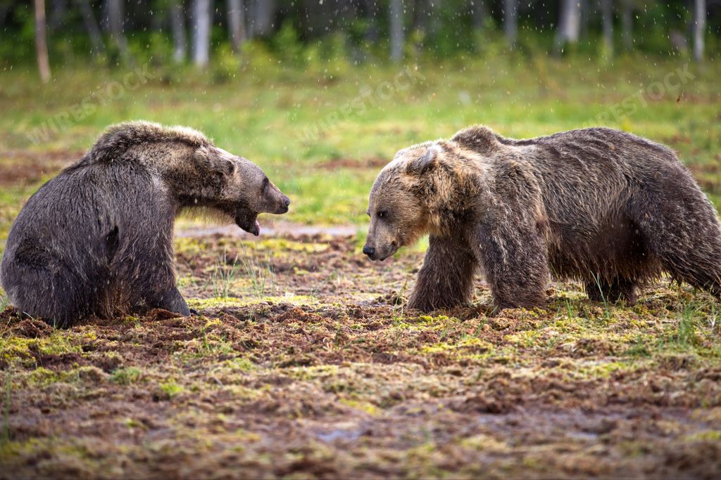 A closeup of two grizzly bears fighting in a forest during the rain in Finland
