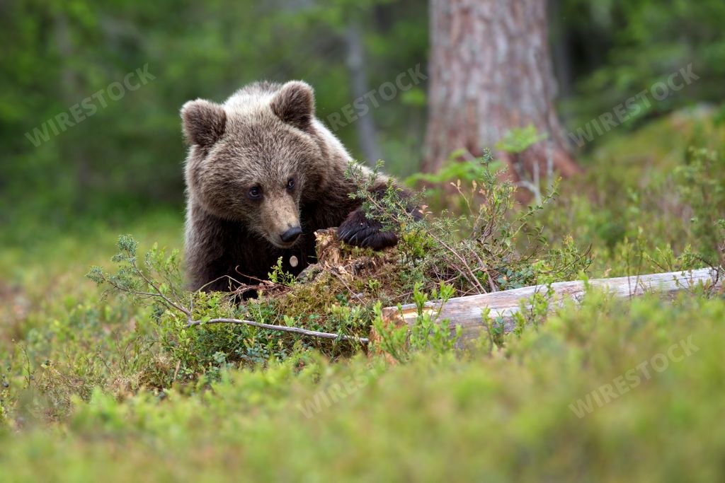 A cute bear hiding a small rib of a tree in the forest in Finland