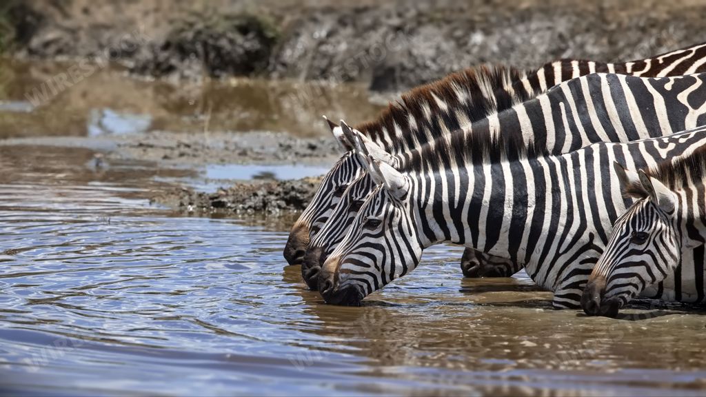 A family of Zebras drinking water from the pond water