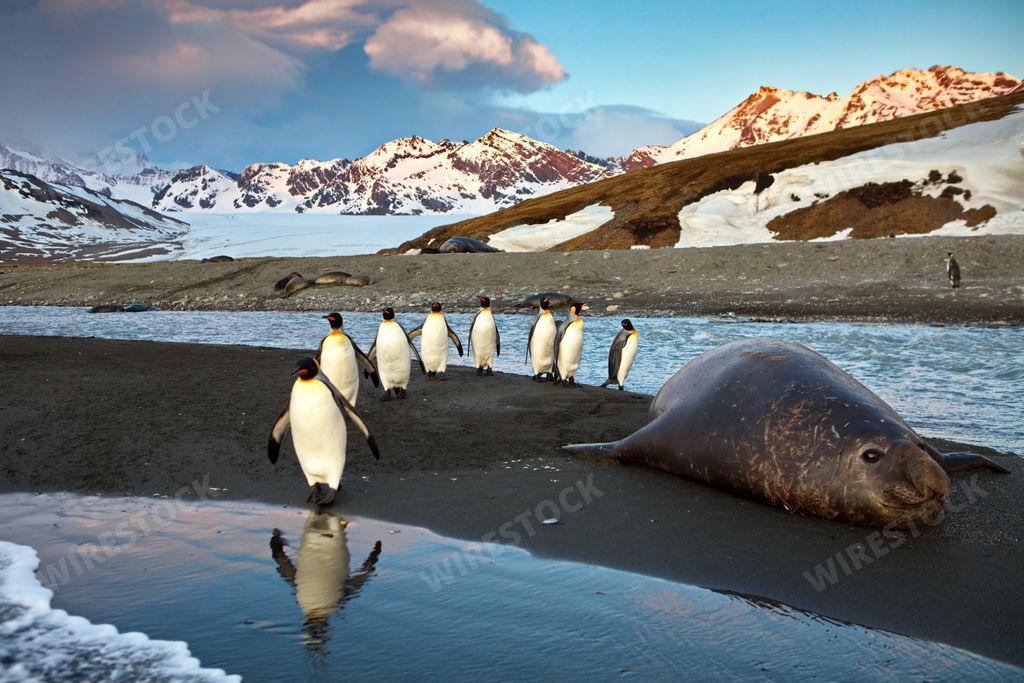 A beautiful view of a line of king penguins next to a Southern elephant seal laying on snow ground
