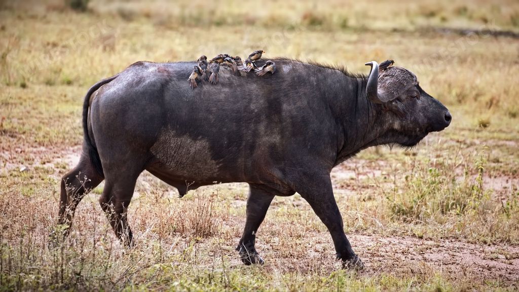 An African buffalo walking in a grassy meadow with several birds perched on its back
