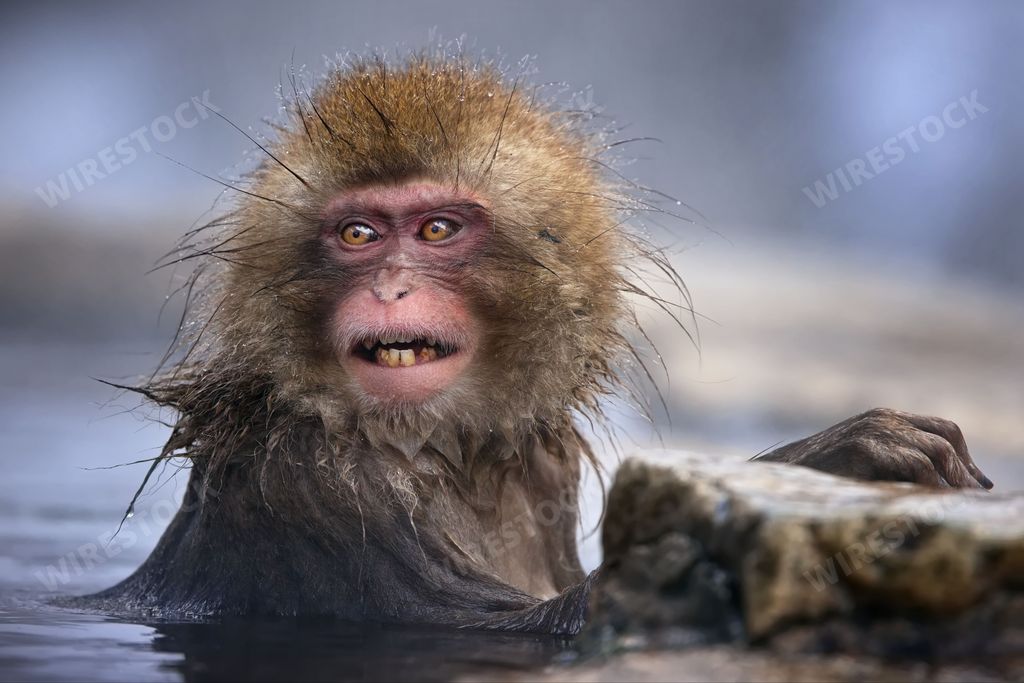 A macaque monkey with long, wet fur visible above the surface of the water, looking ahead with eyes open in Jigokudani Monkey Park, Japan
