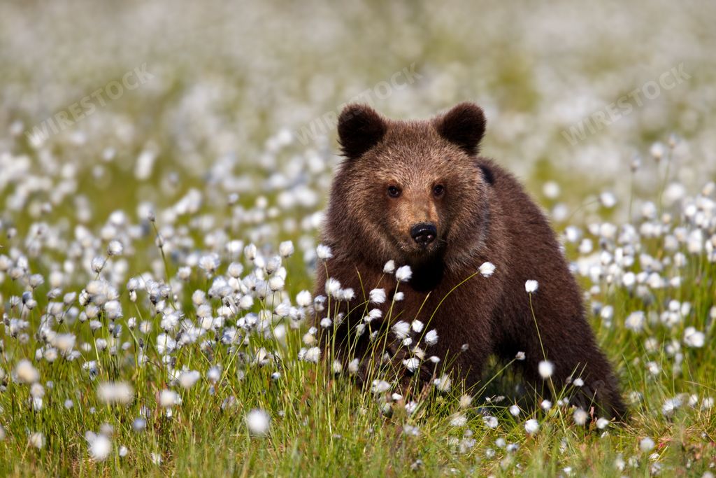 A male brown Grizzly bear on the middle of a field of Eriophorum vaginatum white flowers in Finland