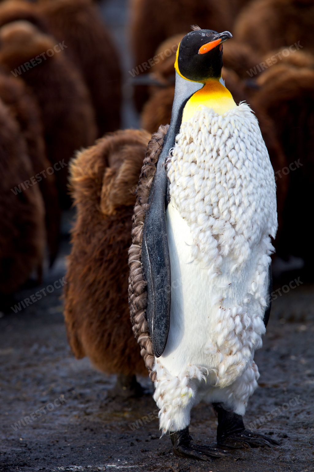 A vertical shot of a fluffy emperor penguin in South Georgia