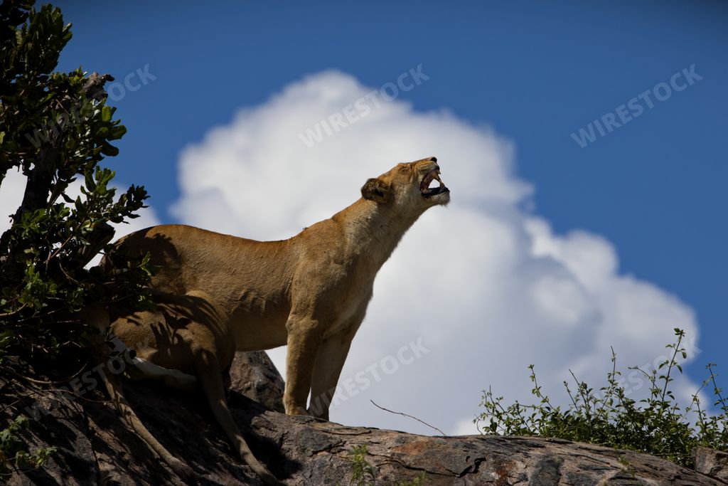 A majestic lion growling on a hill in Tanzania