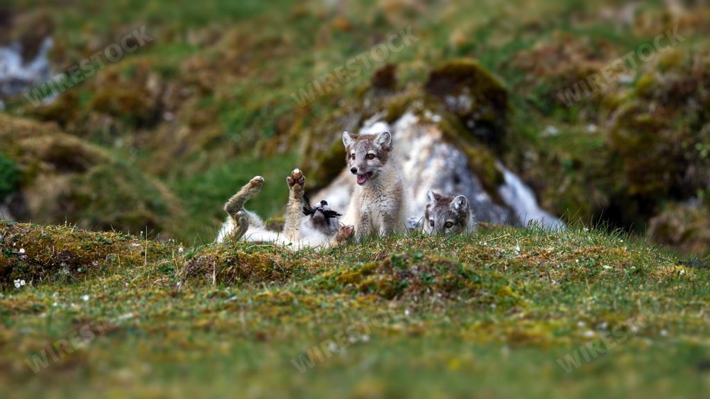 A group of young foxes lying together on the Svalbard tundra in Norway