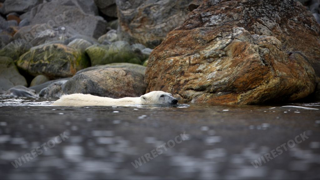 A white polar bear swimming in the cold wavy ocean near the big rocks in his habitat on a winter day