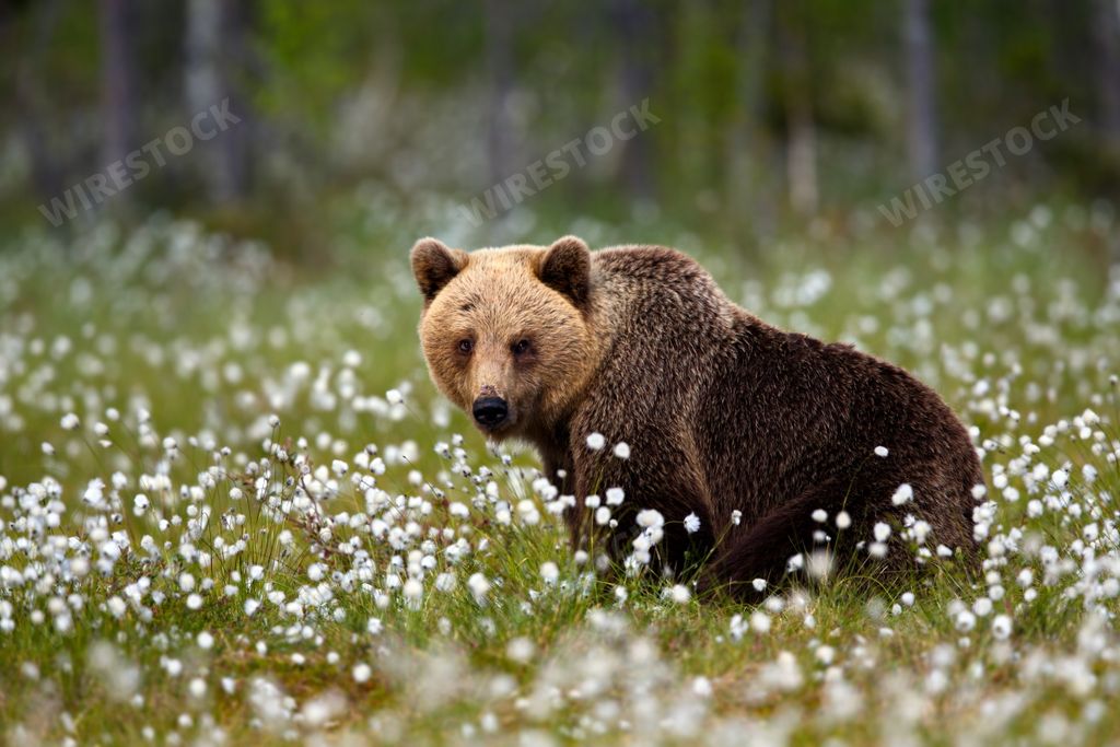 A closeup of a grizzly bear in a forest on a sunny day in Finland with a blurry background