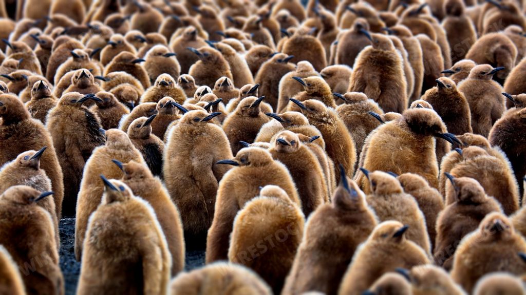 A group of fluffy small brown penguins in South Georgia