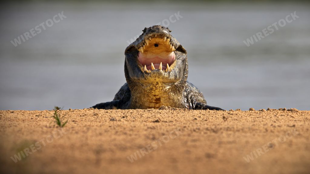 A closeup of a terrifying alligator bellowing in a pond in Pantanal, Brazil