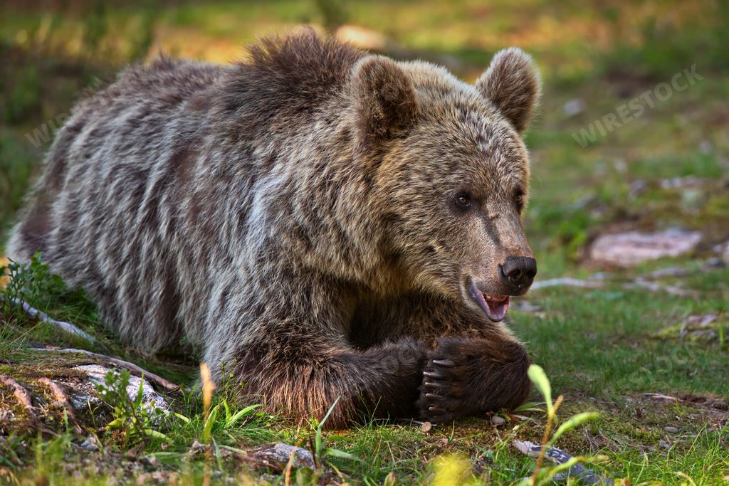 A closeup of a grizzly bear lying on the ground on a sunny day in Finland