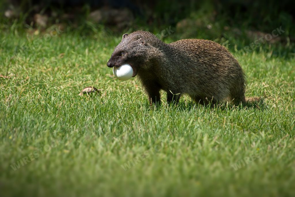 A closeup of a mongoose holding an egg in a forest on a sunny day in Israel
