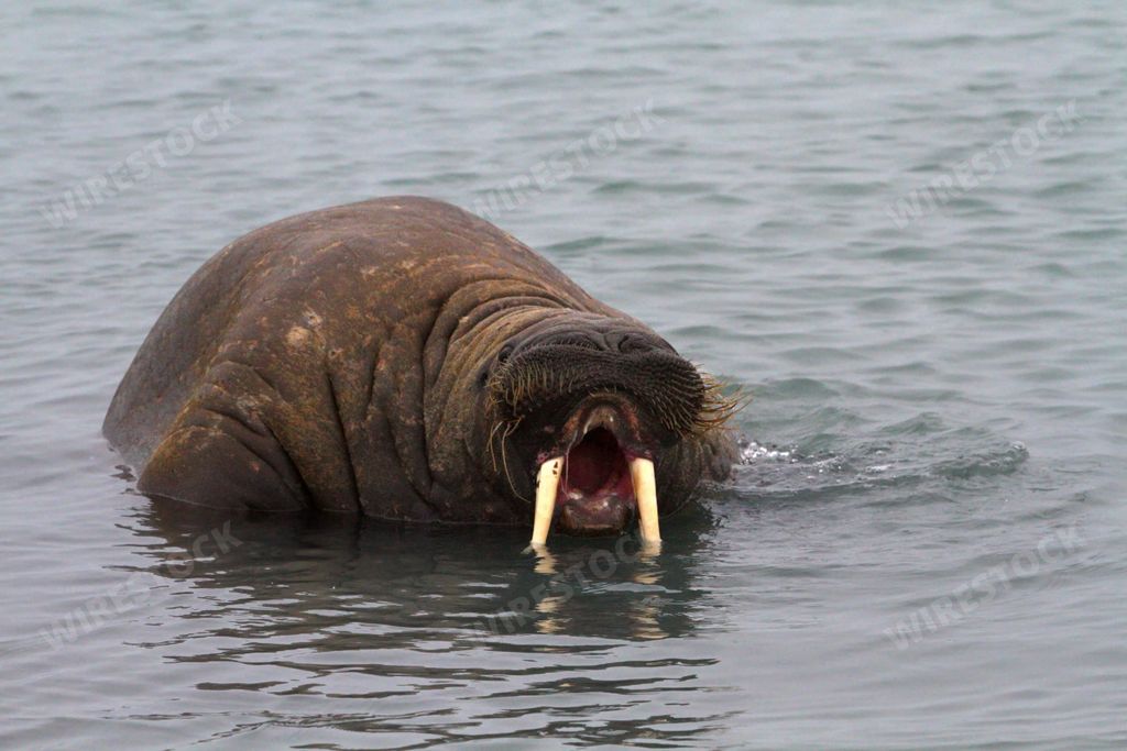 A closeup of a walrus with a big yawn while swimming in the cold waters of Svalbard in Norway