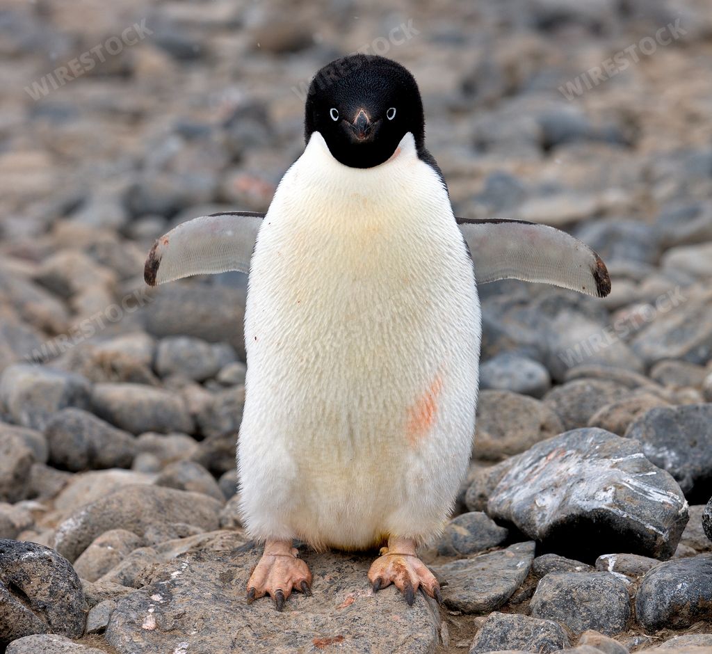 A closeup of an adelie penguin on rocks in the daylight in Antarctica with a blurry background