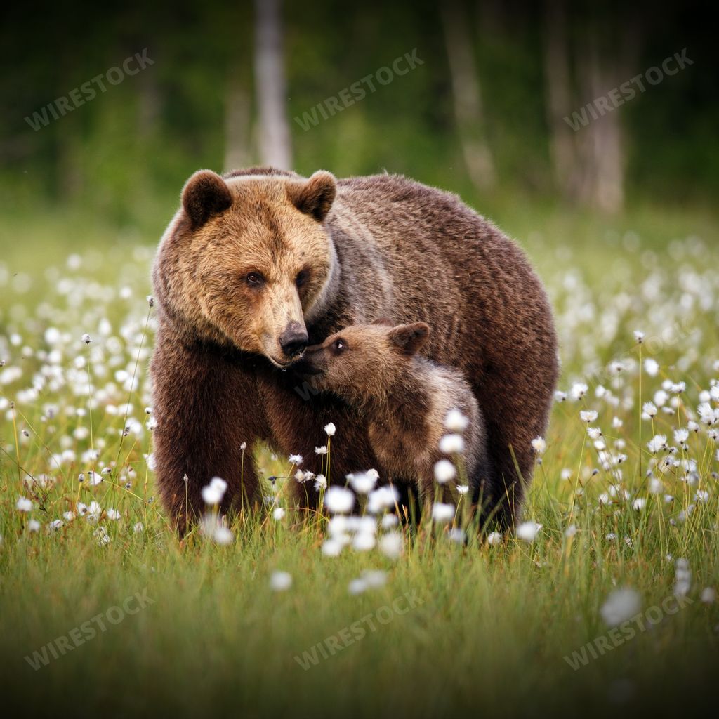 A male brown Grizzly bear on the middle of a field of Eriophorum vaginatum white flowers in Finland