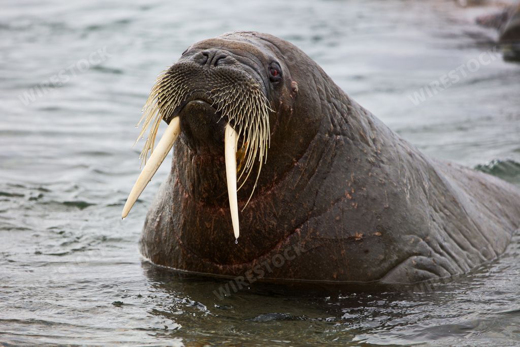 A close-up shot of a seal lying in the water during the day in Svalvad