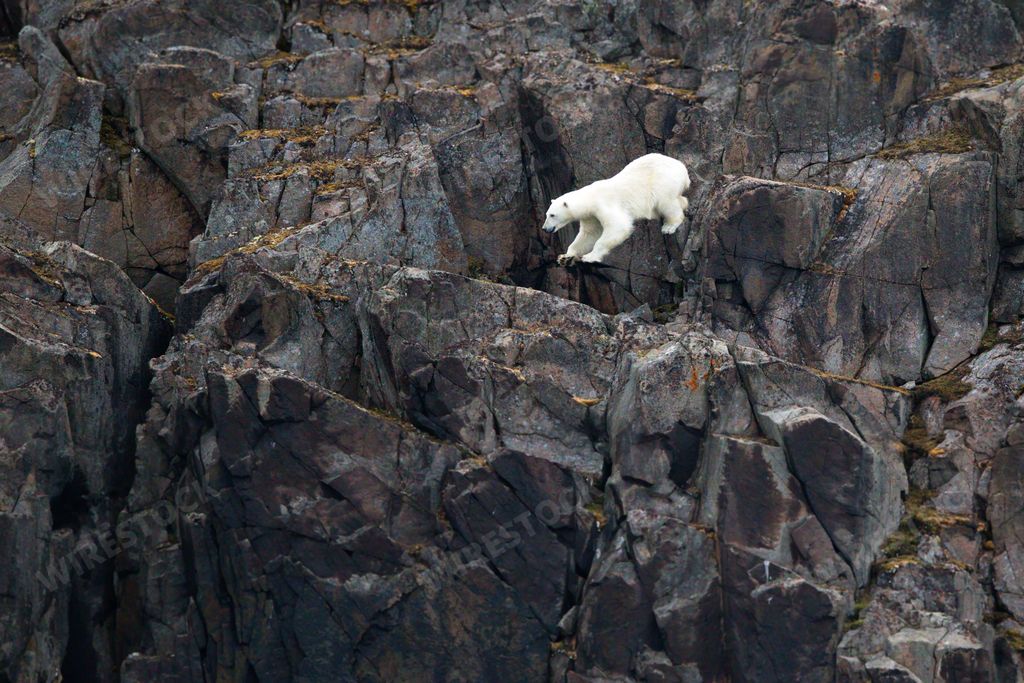 A polar bear jumping from one rock to another on a cliff in Svalbard, Norway