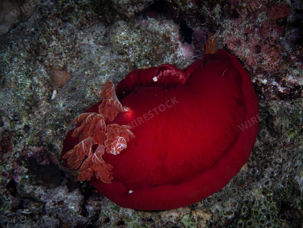 A bright red sea slug, Spanish dancer swimming in a blue ocean