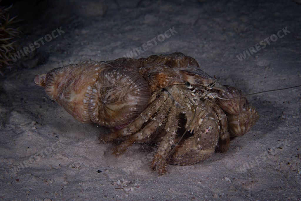 A close-up of a hermit crab with bright green eyes in the shallow depths of the sea