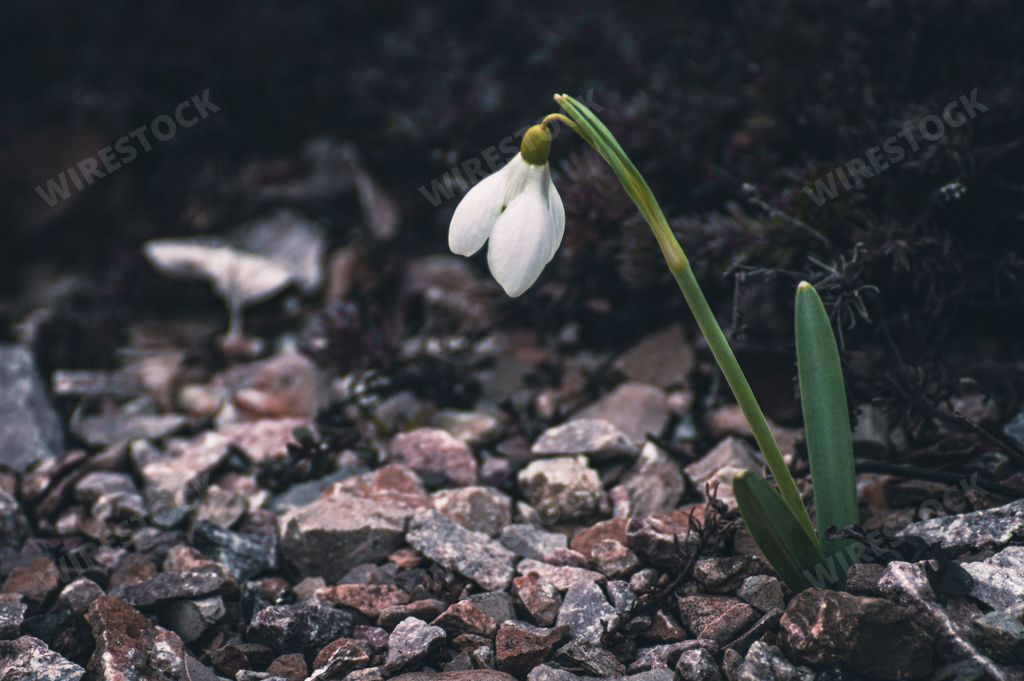 A closeup of a white snowdrop flower on a dark background