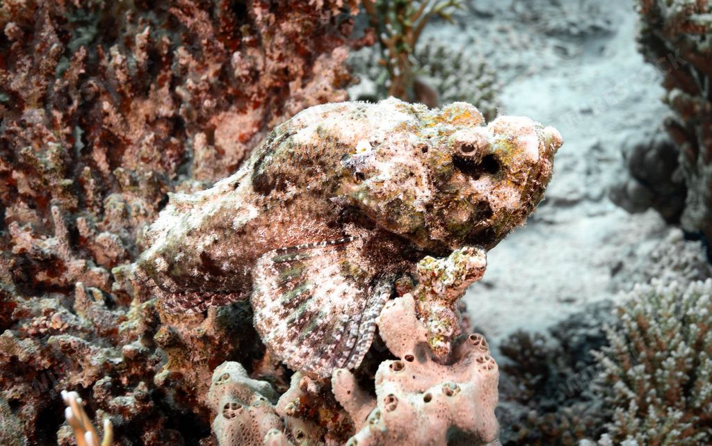 A false stonefish (Scorpaenopsis diabolus) underwater in its natural habitat