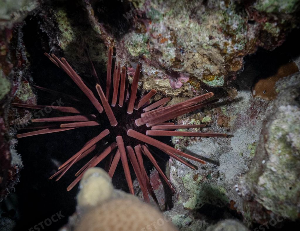 A burrowing urchin (Echinometra mathaei) on a rocky seabed in its natural habitat