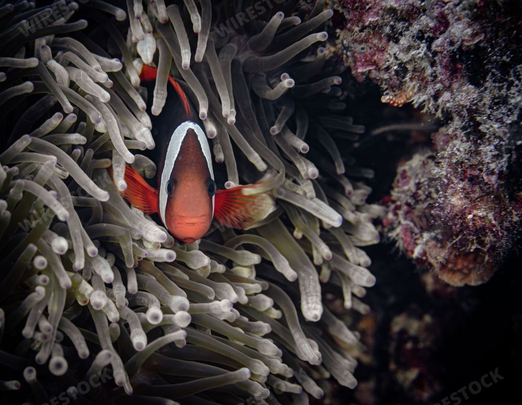 A beautiful orange clownfish swimming gracefully through a coral reef