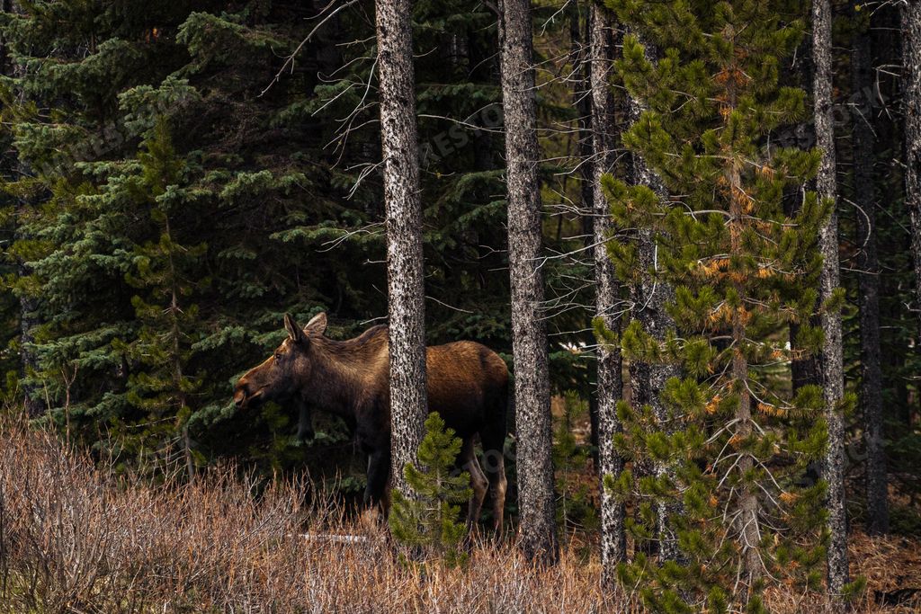 A wild moose standing in forest