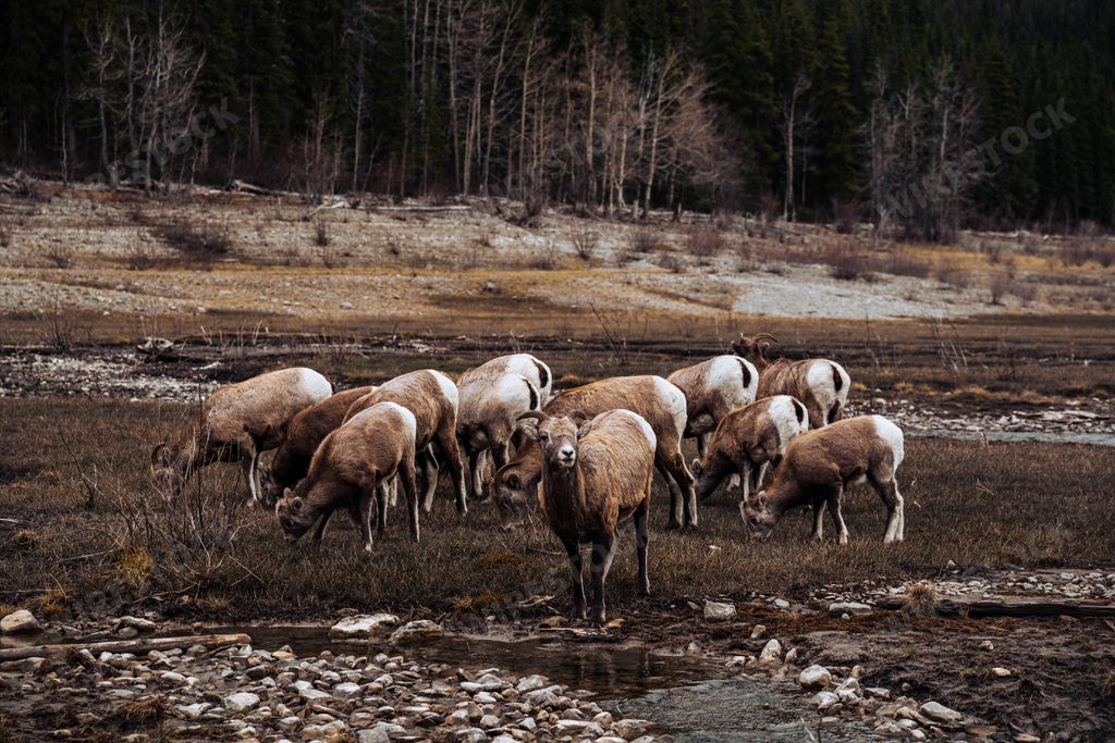 An aerial view of herd of argali in field