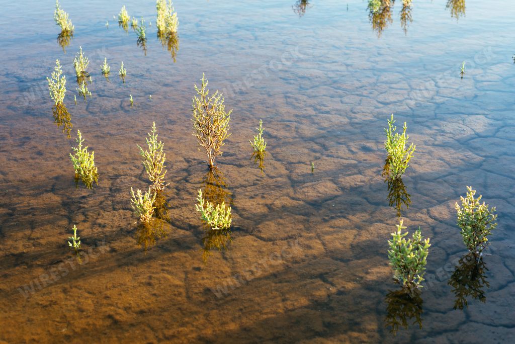 A close-up shot of salt flats in water.
