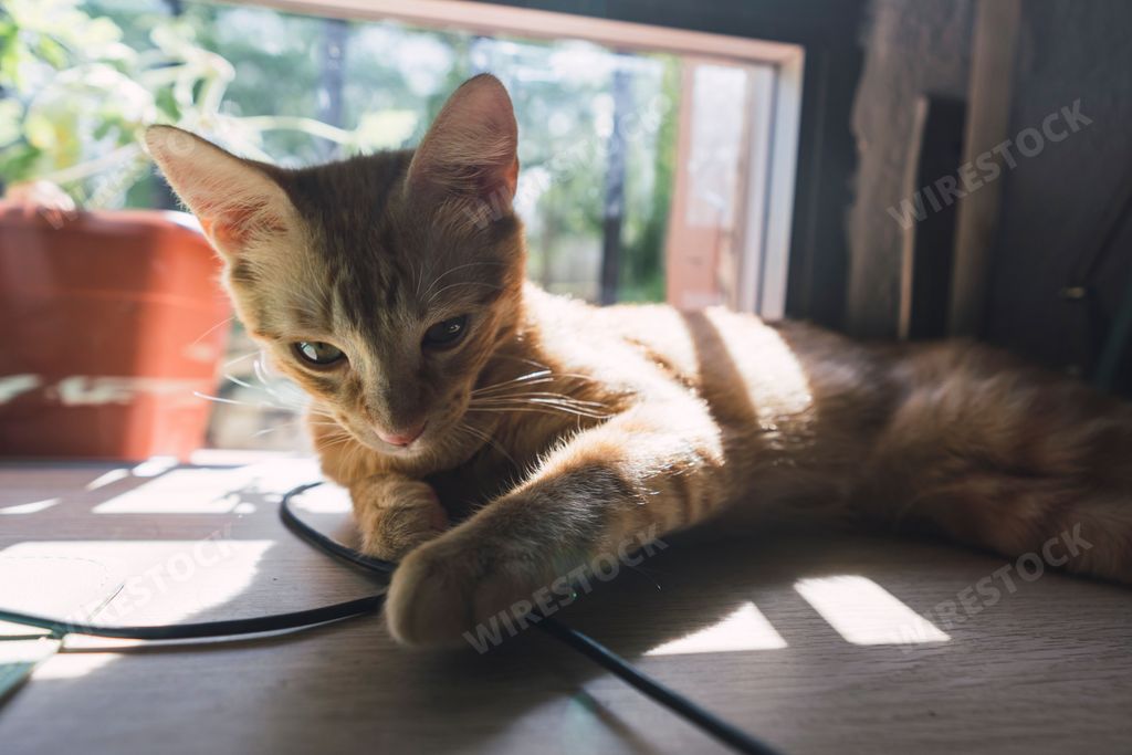 A closeup of orange cat lying and looking down