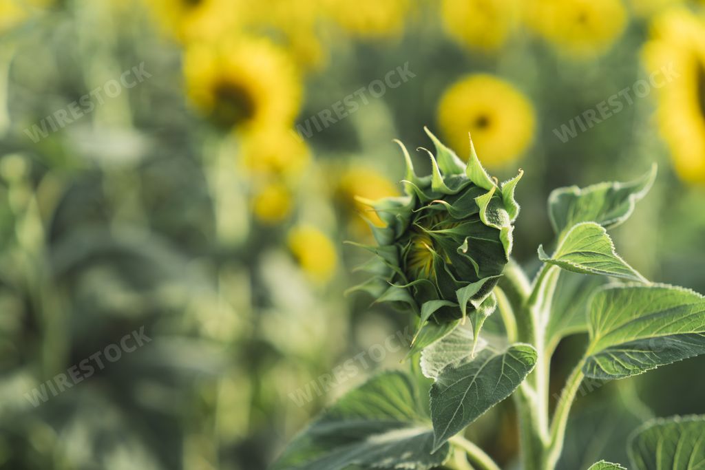 A selective focus shot of an unbloomed sunflower in the middle of a sunflower field