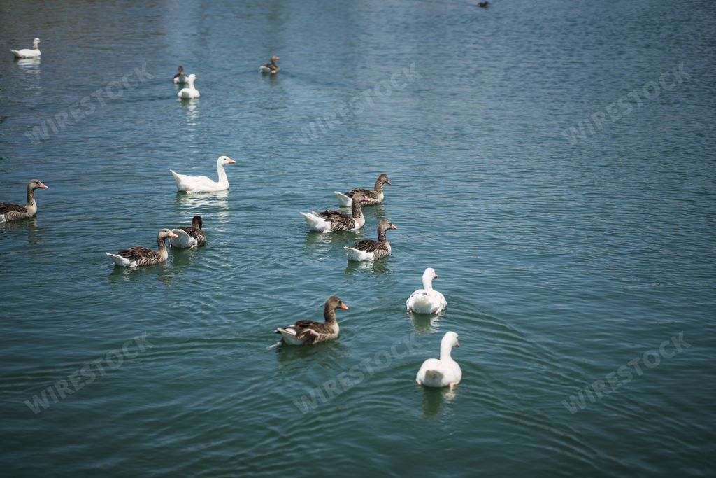 A large family of ducks swimming peacefully in a deep blue lake on a sunny day