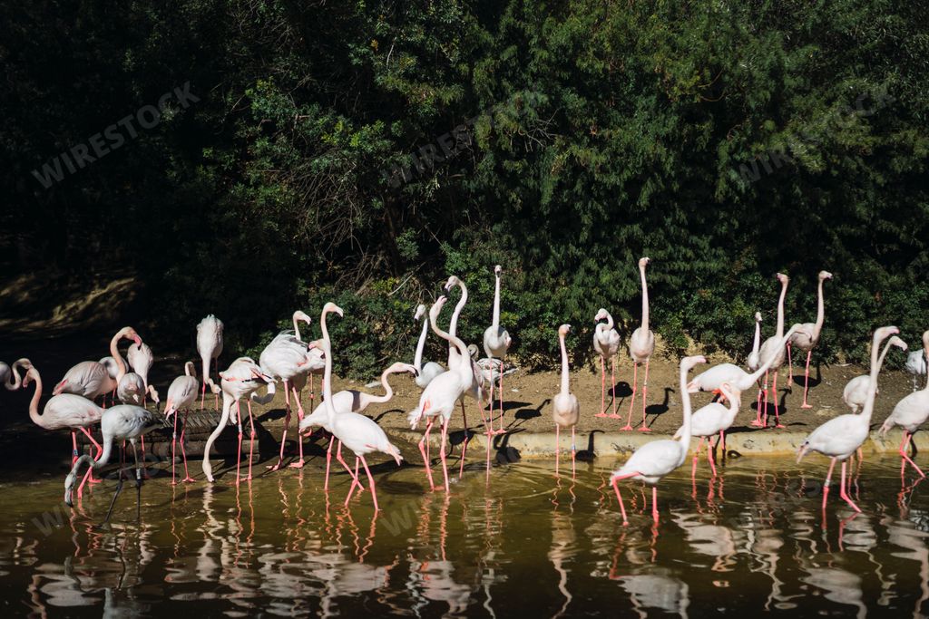 A beautiful view of many flamingo birds by the water lak with trees in the background