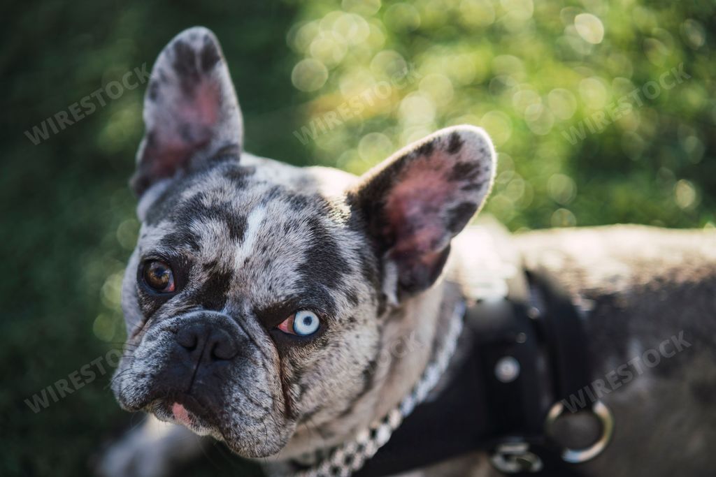 An adorable French bulldog with different colored eyes resting on green grass