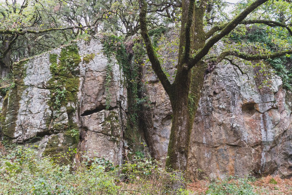 The mossy trees and stones in the forest
