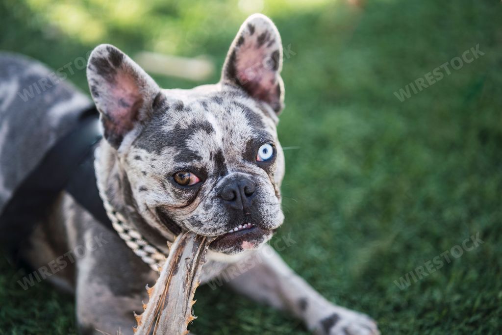 An adorable French bulldog with different colored eyes resting on green grass