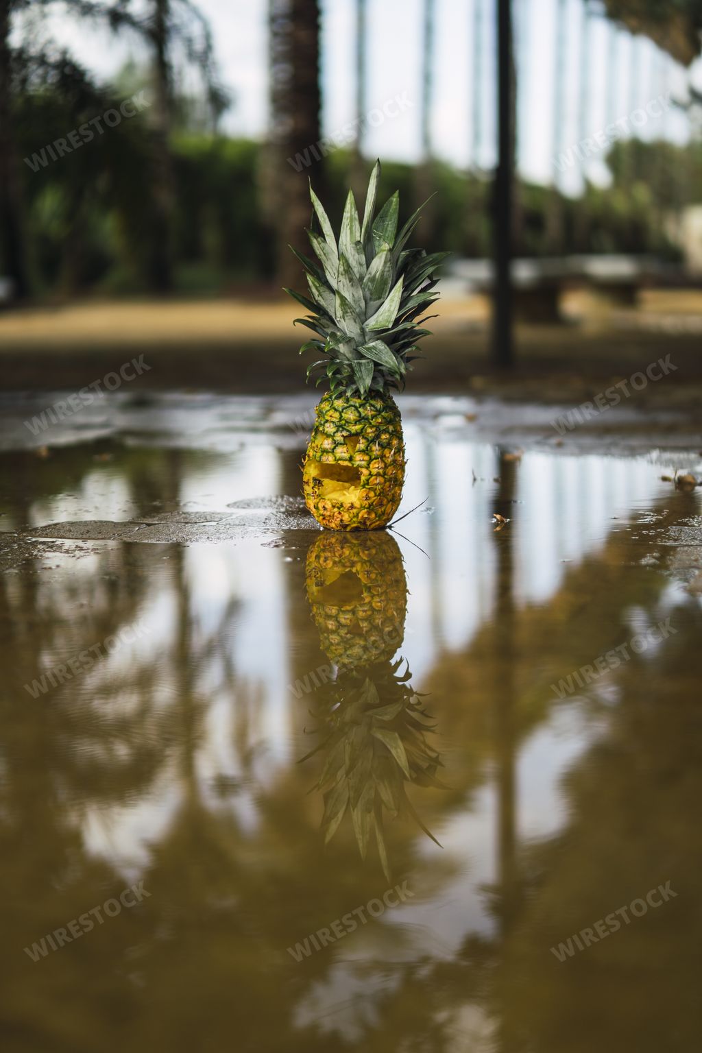 A Halloween pineapple with a scary face in a mud