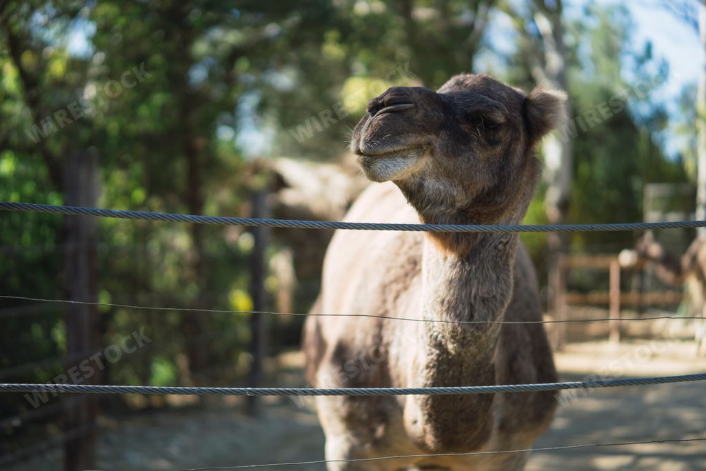 A closeup of a cute Bactrian camel animal behind metal fence with trees on a sunny day