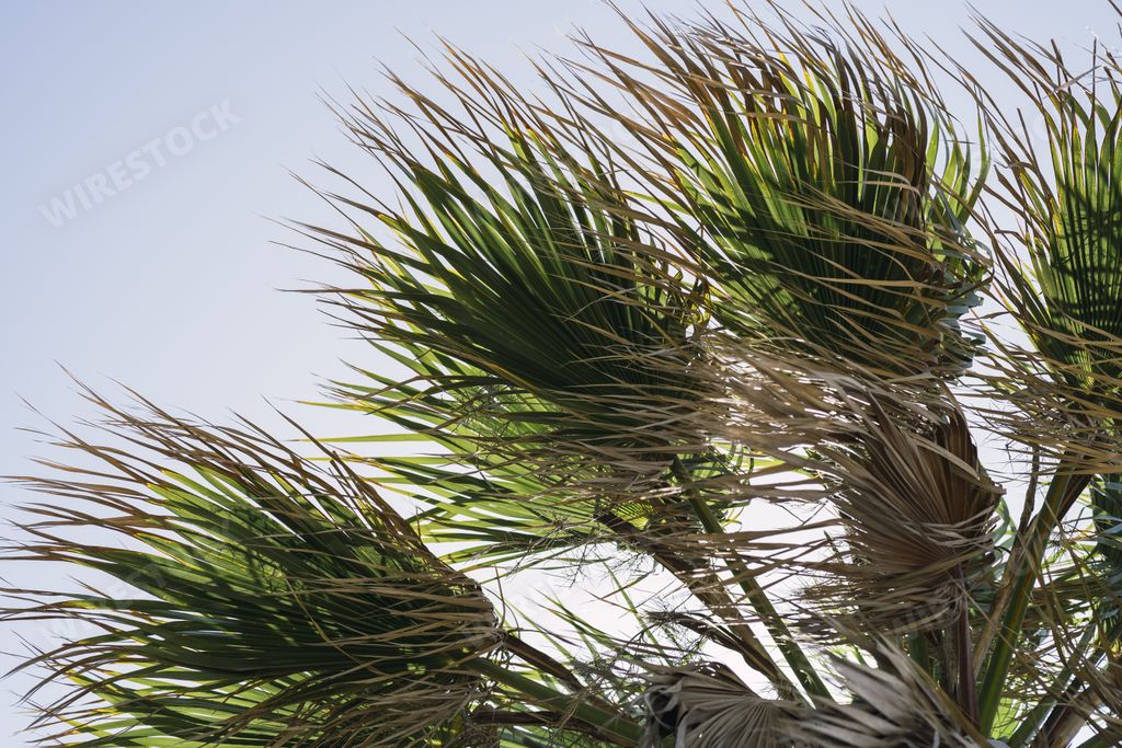 A low angle shot of a palm tree with a vicious wind blowing on its leaves under a bright clear sky